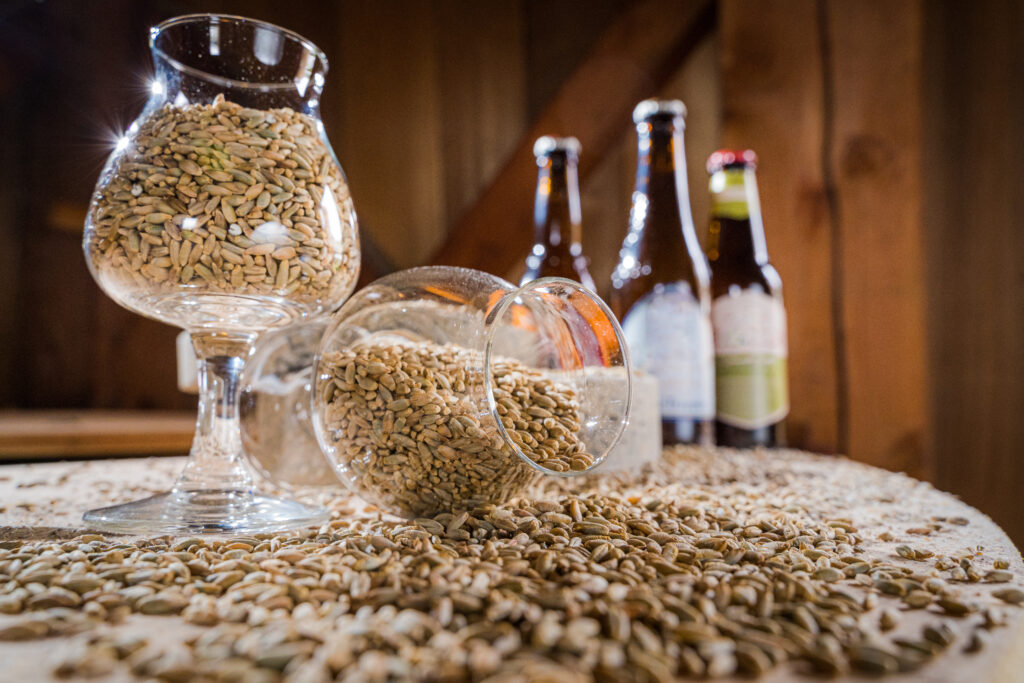 Bières et graines de houblon dans un verre à bière